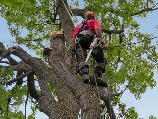 Arboricultura