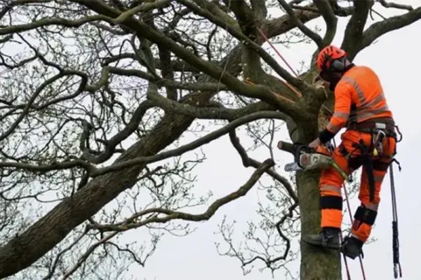 Arboricultura