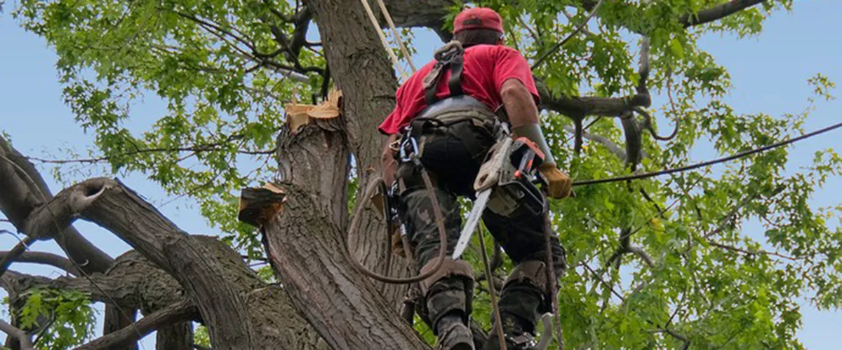 Arboricultura