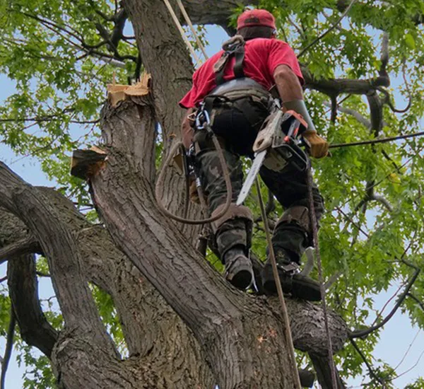 Arboricultura